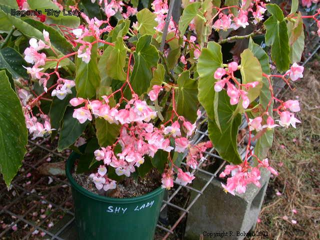B. ‘Shy Lady’